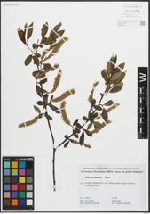 Foto von Salix pentandra L.